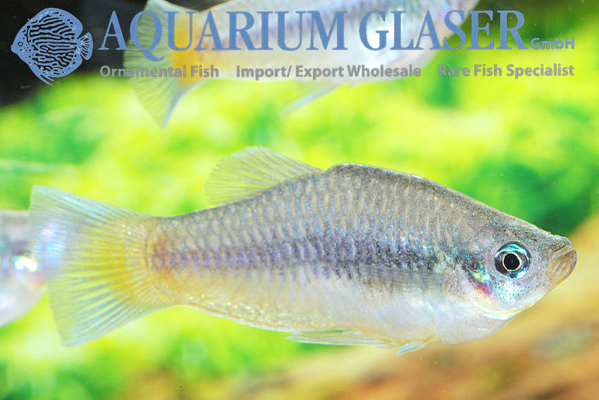 Priapella chamulae Aquarium Glaser GmbH